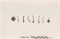 藏品(針冠苔)的圖片